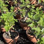 Figovník obyčajný (Ficus carica) ´BROWN TURKEY´ – výška 20–30 cm, kont. C2,6L – BONSAJ (deco misa)